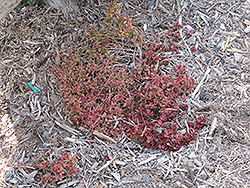 Red Carpet (Crassula platyphylla) at Lakeshore Garden Centres
