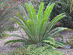 Natal Cycad (Encephalartos natalensis) at Lakeshore Garden Centres