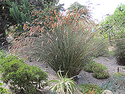 Restio (Restio multiflorus) at Lakeshore Garden Centres