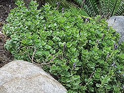 Lobster Flower (Plectranthus neochilus) at Lakeshore Garden Centres