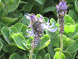 Lobster Flower (Plectranthus neochilus) at Lakeshore Garden Centres