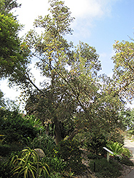 Cunningham's Banksia (tree form) (Banksia spinulosa var. cunninghamii (tree form)) at Lakeshore Garden Centres