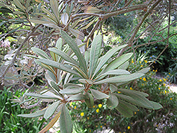 Cunningham's Banksia (tree form) (Banksia spinulosa var. cunninghamii (tree form)) at Lakeshore Garden Centres