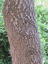Cunningham's Banksia (tree form) (Banksia spinulosa var. cunninghamii (tree form)) at Lakeshore Garden Centres
