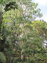 Quinine Tree (Rauvolfia caffra) at Lakeshore Garden Centres