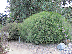 Tramontana (Ephedra tweediana) at Lakeshore Garden Centres