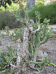 Cane Cactus (Opuntia cylindrica) at Lakeshore Garden Centres