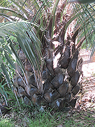 Chilean Wine Palm (Jubaea chilensis) at Lakeshore Garden Centres