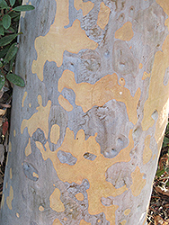 Lemon-scented Gum (Corymbia citriodora) at Lakeshore Garden Centres