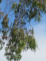 Lemon-scented Gum (Corymbia citriodora) at Lakeshore Garden Centres