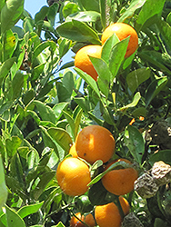 Calamondin (Citrofortunella x mitis) at Golden Acre Home & Garden
