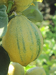 Variegated Pink Eureka Lemon (Citrus limon 'Variegated Pink Eureka') at Lakeshore Garden Centres