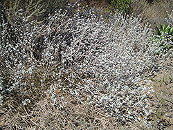 Purple Sage (Salvia leucophylla) at Lakeshore Garden Centres