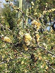 Ejoton (Pithecellobium confine) at Lakeshore Garden Centres