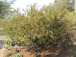 Ejoton (Pithecellobium confine) at Lakeshore Garden Centres