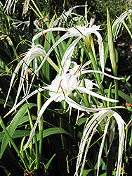 Mangrove Spider Lily (Hymenocallis expansa) at Lakeshore Garden Centres