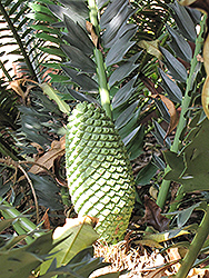 Alexandria Cycad (Encephalartos arenarius) at Lakeshore Garden Centres