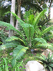 Poor Man's Cycad (Encephalartos villosus) at Lakeshore Garden Centres