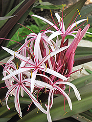 Red Giant Crinum Lily (Crinum asiaticum var. procerum) at Lakeshore Garden Centres