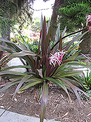Red Giant Crinum Lily (Crinum asiaticum var. procerum) at Lakeshore Garden Centres