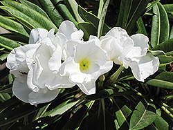 Madagascar Palm (Pachypodium lamerei) at Lakeshore Garden Centres