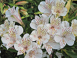 Casablanca Alstroemeria (Alstroemeria 'Casablanca') at Lakeshore Garden Centres