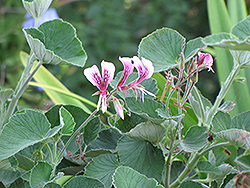 Heartleaf Geranium (Pelargonium cordatum) at Lakeshore Garden Centres