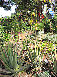 Aloe Vera Barbadensis (Aloe vera 'Barbadensis') at Golden Acre Home & Garden