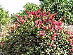 Bangkok Pink Bougainvillea (Bougainvillea 'Bangkok Pink') at Lakeshore Garden Centres