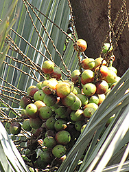 Jelly Palm (Butia capitata) at Lakeshore Garden Centres