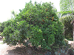 Tangor (Citrus reticulata x sinensis) at Lakeshore Garden Centres