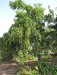 Li Jujube (Ziziphus jujuba 'Li') at Lakeshore Garden Centres