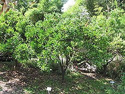 Clementine (Citrus reticulata 'Clementine') at Lakeshore Garden Centres
