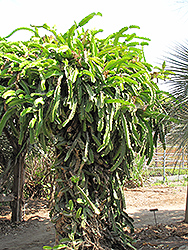 Dragon Fruit (Hylocereus undatus) at Lakeshore Garden Centres