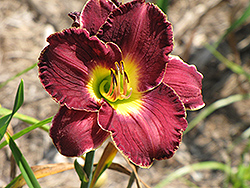 Her Majesty's Wizard Daylily (Hemerocallis 'Her Majesty's Wizard') at Lakeshore Garden Centres