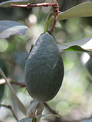 Trask Pineapple Guava (Acca sellowiana 'Trask') at Lakeshore Garden Centres