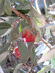 Trask Pineapple Guava (Acca sellowiana 'Trask') at Lakeshore Garden Centres