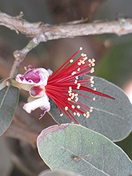 Mammoth Pineapple Guava (Acca sellowiana 'Mammoth') at Lakeshore Garden Centres