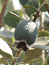 Mammoth Pineapple Guava (Acca sellowiana 'Mammoth') at Lakeshore Garden Centres