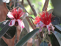 Nazemetz Pineapple Guava (Acca sellowiana 'Nazemetz') at Lakeshore Garden Centres