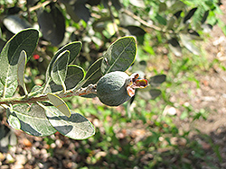 Nazemetz Pineapple Guava (Acca sellowiana 'Nazemetz') at Lakeshore Garden Centres