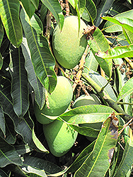 Glenn Mango (Mangifera indica 'Glenn') at Lakeshore Garden Centres