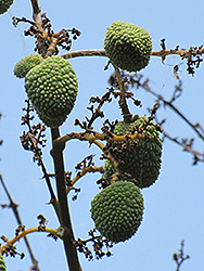 Kwai Mi Lychee (Litchi chinensis 'Kwai Mi') at Lakeshore Garden Centres