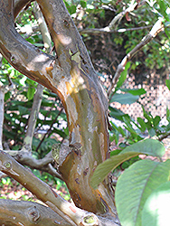 White Indian Guava (Psidium guajava 'White Indian') at Lakeshore Garden Centres
