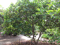 White Indian Guava (Psidium guajava 'White Indian') at Lakeshore Garden Centres