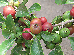 Cattley Guava (Psidium cattleyanum) at Lakeshore Garden Centres