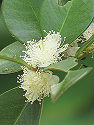 Cattley Guava (Psidium cattleyanum) at Lakeshore Garden Centres