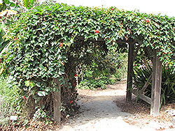 Crimson Passion Flower (Passiflora vitifolia) at Lakeshore Garden Centres