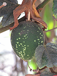 Crimson Passion Flower (Passiflora vitifolia) at Lakeshore Garden Centres