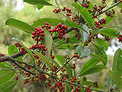 Yerba Mate (Ilex paraguariensis) at Lakeshore Garden Centres